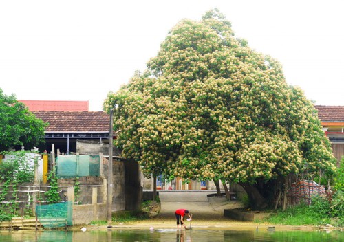 Mùa hoa Bún nở rộ mộc mạc bên dòng Kiến Giang - ảnh 1