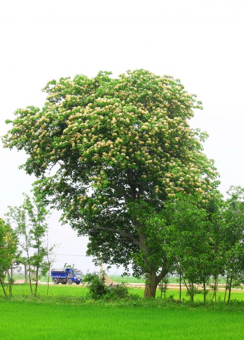 Mùa hoa Bún nở rộ mộc mạc bên dòng Kiến Giang - ảnh 4