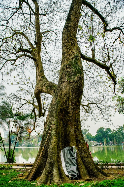 Hồ Gươm lung linh trong sắc loài hoa lạ - ảnh 5