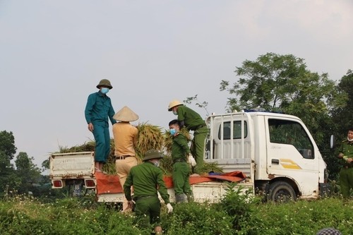 Dân phải cách ly vì dịch COVID-19, công an gặt lúa giúp - ảnh 8