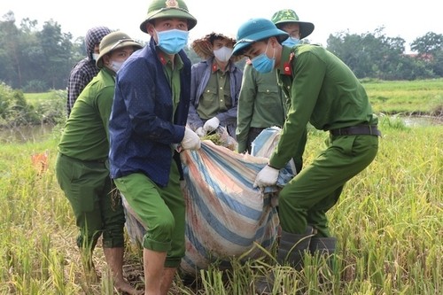 Dân phải cách ly vì dịch COVID-19, công an gặt lúa giúp - ảnh 6