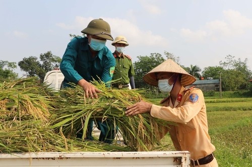 Dân phải cách ly vì dịch COVID-19, công an gặt lúa giúp - ảnh 4