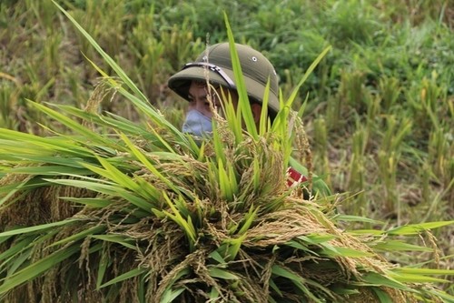 Dân phải cách ly vì dịch COVID-19, công an gặt lúa giúp - ảnh 5