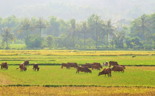 Thức dậy ở miền nắng đẹp Phú Yên - ảnh 6