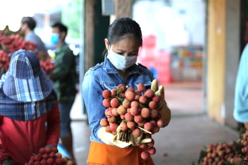 Ấn tượng hàng dài xe chở vải nối đuôi nhau đến điểm thu mua ở Bắc Giang - ảnh 12