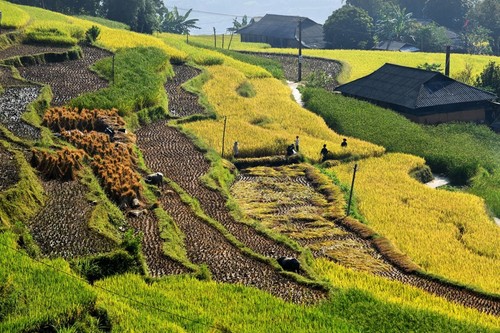 Vẻ đẹp ruộng bậc thang bản Phùng ở Hà Giang - ảnh 9