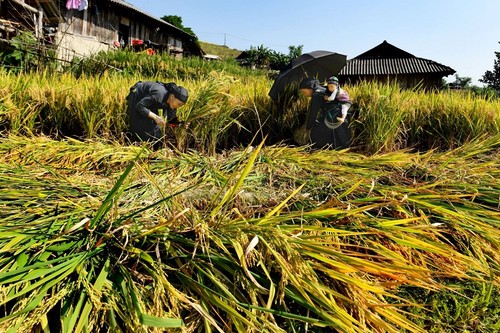 Vẻ đẹp ruộng bậc thang bản Phùng ở Hà Giang - ảnh 10