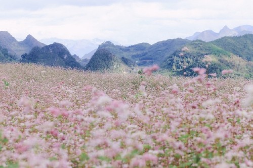 Hà Giang rực rỡ mùa hoa tam giác mạch - ảnh 14