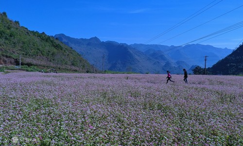 Hà Giang rực rỡ mùa hoa tam giác mạch - ảnh 1