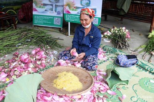 Vẻ đẹp hoa sen tháng 5 ở quê hương Chủ tịch Hồ Chí Minh - ảnh 11