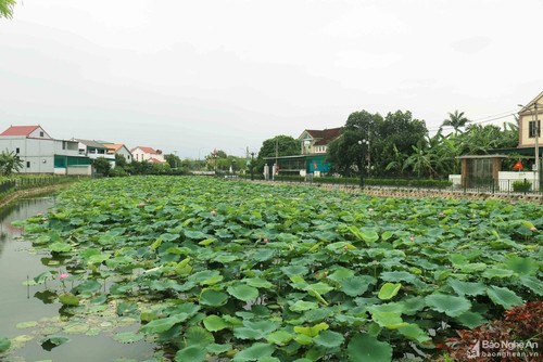 Vẻ đẹp hoa sen tháng 5 ở quê hương Chủ tịch Hồ Chí Minh - ảnh 2