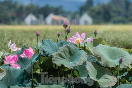 Vẻ đẹp hoa sen tháng 5 ở quê hương Chủ tịch Hồ Chí Minh - ảnh 6