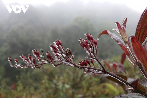 Băng giá trắng đèo Ô Quý Hồ - ảnh 10