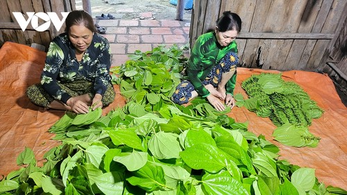 Về Hậu Giang ngắm làng trầu lớn nhất miền Tây - ảnh 14