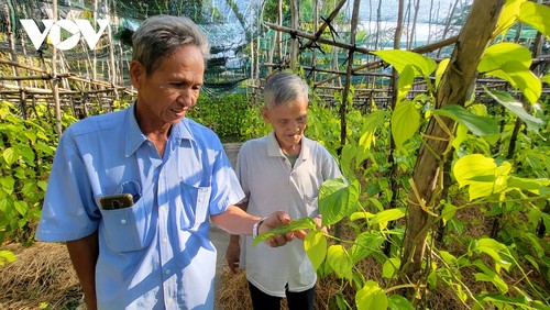 Về Hậu Giang ngắm làng trầu lớn nhất miền Tây - ảnh 2