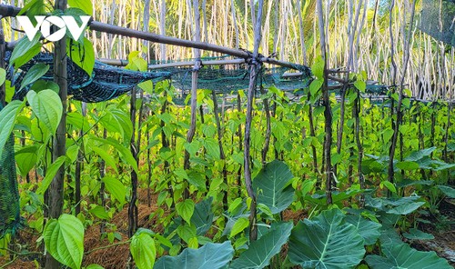 Về Hậu Giang ngắm làng trầu lớn nhất miền Tây - ảnh 4