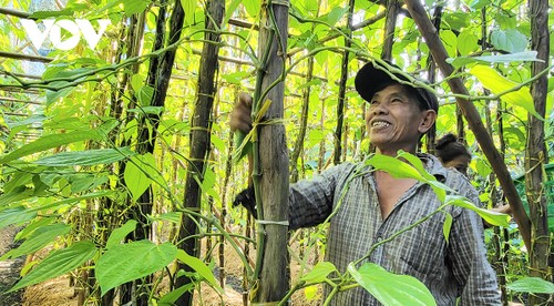 Về Hậu Giang ngắm làng trầu lớn nhất miền Tây - ảnh 5