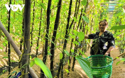 Về Hậu Giang ngắm làng trầu lớn nhất miền Tây - ảnh 8