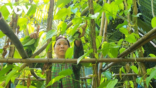 Về Hậu Giang ngắm làng trầu lớn nhất miền Tây - ảnh 9