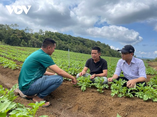 Tinh khôi nông nghiệp-nông sản Măng Đen - ảnh 4