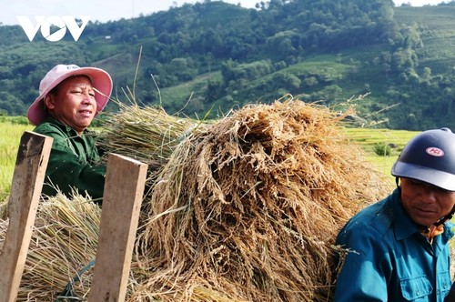 "Mùa vàng" nơi rẻo cao Lai Châu - ảnh 10