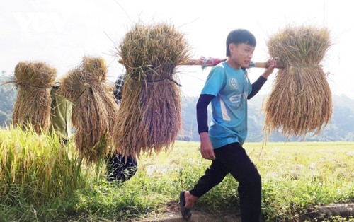 "Mùa vàng" nơi rẻo cao Lai Châu - ảnh 11