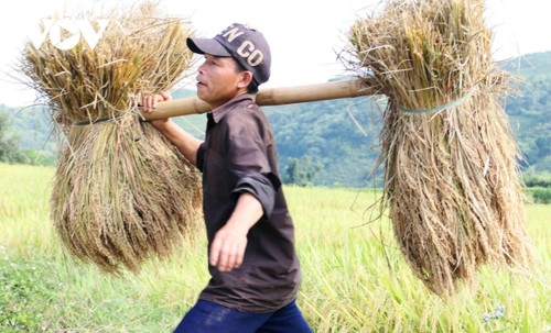 "Mùa vàng" nơi rẻo cao Lai Châu - ảnh 12