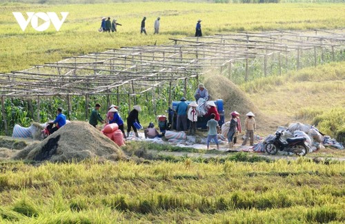 "Mùa vàng" nơi rẻo cao Lai Châu - ảnh 14