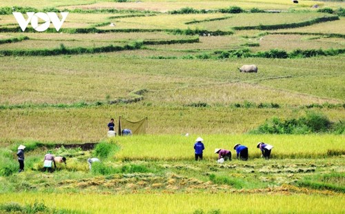 "Mùa vàng" nơi rẻo cao Lai Châu - ảnh 15