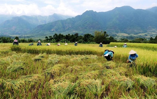 "Mùa vàng" nơi rẻo cao Lai Châu - ảnh 4