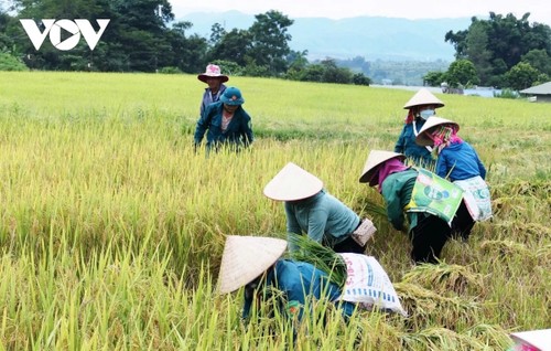 "Mùa vàng" nơi rẻo cao Lai Châu - ảnh 5