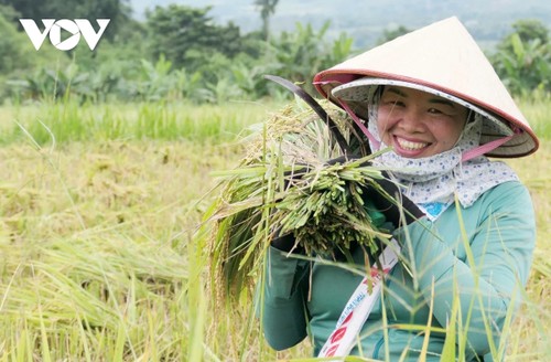 "Mùa vàng" nơi rẻo cao Lai Châu - ảnh 6