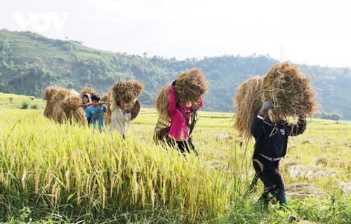 "Mùa vàng" nơi rẻo cao Lai Châu - ảnh 8