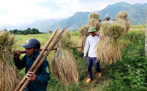 "Mùa vàng" nơi rẻo cao Lai Châu - ảnh 9