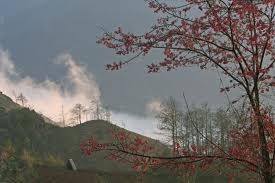 ベトナムの春、夏、秋、冬の風景を描いた歌 - ảnh 1