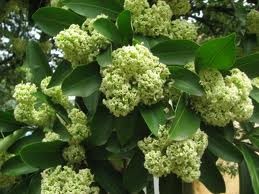 花をテーマにした歌 - ảnh 1