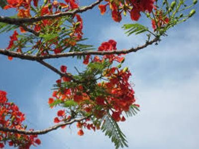 ベトナムのポップス - ảnh 1