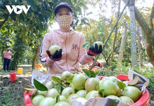 メコンデルタ地域の4省、輸出額が10億米ドルを超える - ảnh 2