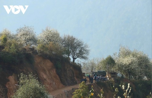 西北部のソンチャ花祭りが華やかに開催 - ảnh 1