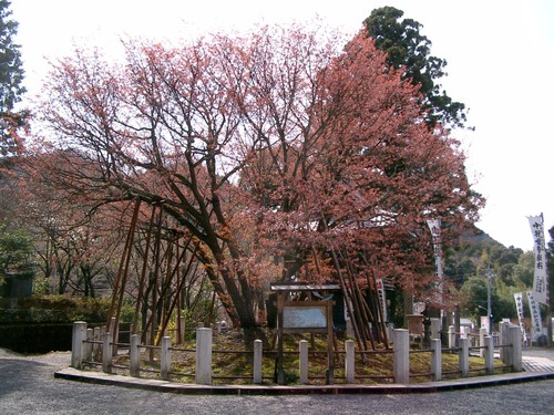 リスナーと共におしゃべりタイム （4月10日） - ảnh 3