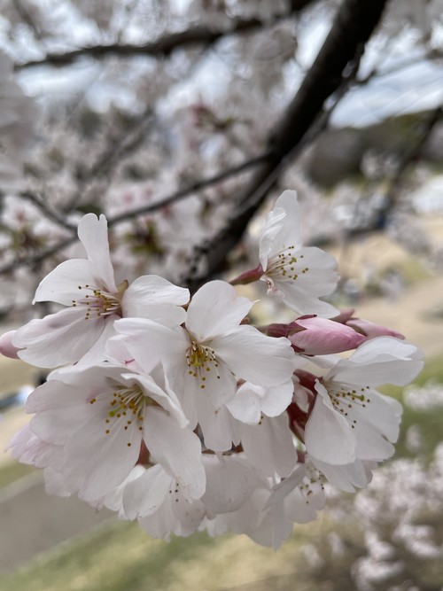 リスナーと共におしゃべりタイム （4月24日） - ảnh 4