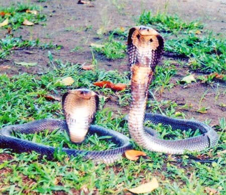 蛇年对越南人的意义 - ảnh 1