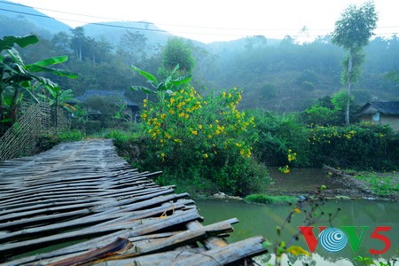 西北山谷美丽的肿柄菊 - ảnh 2