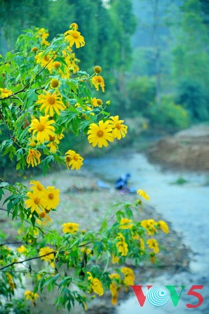 西北山谷美丽的肿柄菊 - ảnh 3