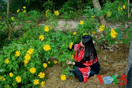 西北山谷美丽的肿柄菊 - ảnh 1