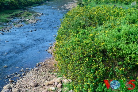 西北山谷美丽的肿柄菊 - ảnh 4