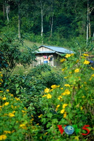 西北山谷美丽的肿柄菊 - ảnh 8