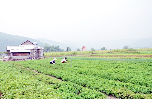 新潮革命老区发挥内力建设新农村 - ảnh 1