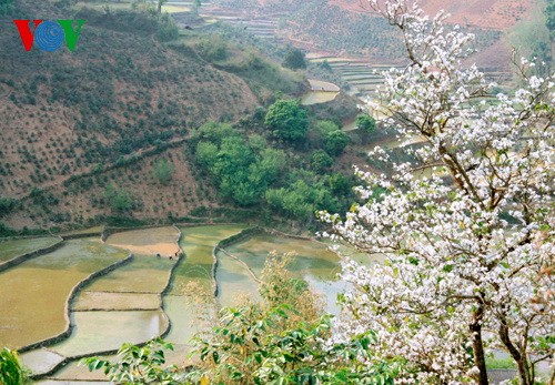 西北山区的宮粉羊蹄甲 - ảnh 7