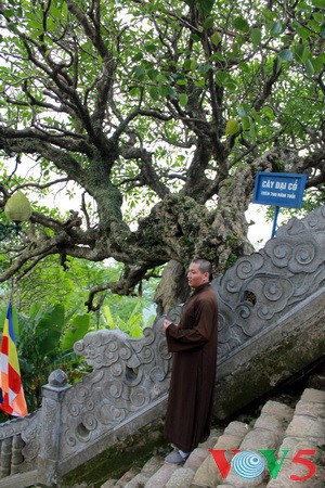 踏足竹林佛门圣地——安子圣峰 - ảnh 9